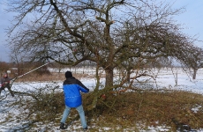 Mensch und Baum 5