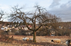 Vor und nach dem Schnitt 10