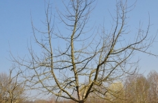 Vor und nach dem Schnitt 1