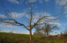 Vor und nach dem Schnitt 6